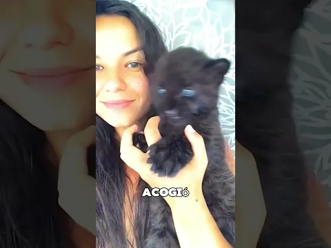 La Pantera Saltó Sobre El Perro De Repente 🤯
