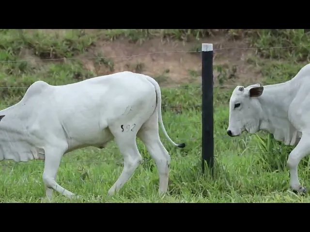 3 Bezerras Nelore P.O.