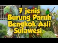Download Lagu The Bird | 7 burung paruh bengkok asli sulawesi..SALAH SATUNYA SANGAT LANGKA..?