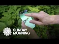 The iNaturalist app - Mixing science with fun
