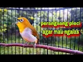 Download Lagu Pleci Call Sambung Ngalas 123 Bikin Pleci malas Jadi Gacor