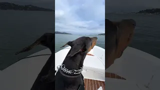 Heading home .. #fyp #dream #doberman #pets #youtube