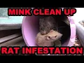 Download Lagu Poison Free Rat Control with Mink.