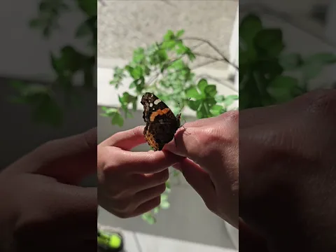🦋found a little joy to start our #summer