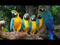 8K BIRDS - EXCLUSIVE BIRDS COLLECTION 8K ULTRA HD (60 pfs )