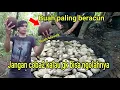 Download Lagu Cara Mengolah  Buah Kluwek kepayang Picung dengan benar