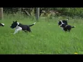 Border Collie Puppies For Sale