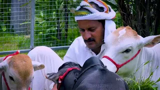 Can You Keep a Cow as a Pet? Meet the 1-2 Feet Miniature Cattle | Nadipathy Goshala