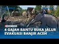 4 Ekor Gajah Mulai Diterjunkan Untuk Bantu Evakuasi Korban Banjir di Pijay