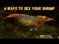 How to Sex Your Cherry Shrimp