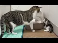 Download Lagu Introducing a Rescued Kitten to the Big Cats for the First Time │ Episode.1