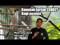 Download Lagu Rawatan burung CENDET Buat harian bagi pemula sampai gacor dan setabil