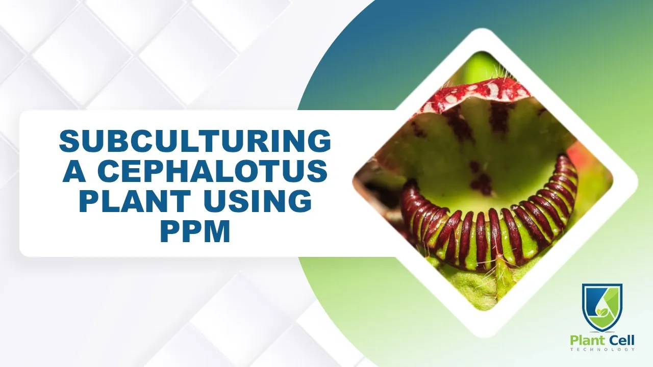 PPM Vs. Cephalotus: Combating Contamination Using Plant Preservative Mixture (PPM)