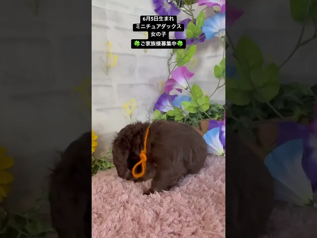 動画
