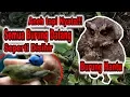 Download Lagu Hanya 30 Detik!!! Pakai Burung Hantu Pikat Burung Kecil dan Kolibri Dapat Banyak Sangat Ampuh