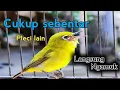 Download Lagu PLECI DAKUN GACOR🔥PANCINGAN PLECI GACOR ‼️ PANCINGAN PLECI BAHAN PANCINGAN PLECI MALAS BUNYI