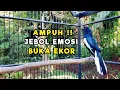 TERAPI KACER GACOR ISIAN ATASI KACER MACET BUNYI LANGSUNG NYAUT BUKOR EMOSI | JEBOL EMOSI