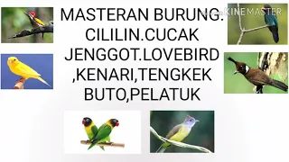 Download Masteran Burung Cililin.cucak Jenggot.Kenari.Lovebird.Tengkek Buto.Pelatuk MP3