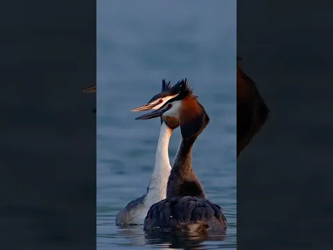 Dancing Grebes?? Who Can Complain?