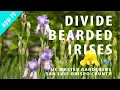 Download Lagu How to Divide Bearded Irises