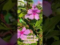 Download Lagu Yetho Ninaivugal #rooftopflowers#rooftopgardens#kjyesudashits#spsailaja#80stamilhits#tamilmotivation