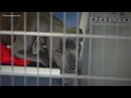 Norfolk Animal Care Center waives adoption fees for dogs