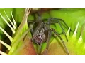 Spider Escapes One Venus Flytrap Gets Caught by a Second
