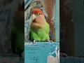 Download Lagu Love birds music #music #lovebird #shorts