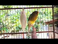 Download Lagu Kenari ngerol gacor cocock buat masteran dan pancingan burung bahan