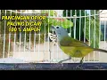 Download Lagu Pancingan Opior Jawa Biar Gacor, Opior Jawa bahan dan opior jawa macet bunyi pasti nyaut