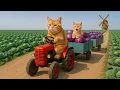 Download Lagu Mama Cat Collapses While Harvesting Eggplants Little Kitten Becomes a Superhero for Mama Cat 🐾💔🐱