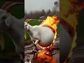 Download Lagu #funny #comedy #animals #goat #cow #remix #ringtone #music #love #instrumental