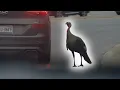 Meet Gary Chesterfield s traffic-stopping celebrity turkey