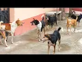 Download Lagu STREET DOG FIGHT || DOG FIGHT VIDEO 🐕DOGS BARKING, STUDY THE NATURE OF DOGS IN RAINY SEASON