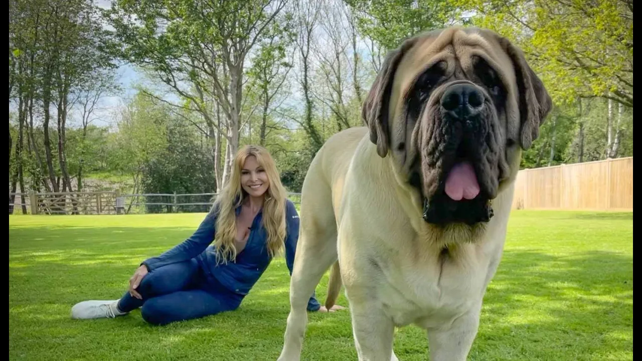 THE ENGLISH MASTIFF - THE WORLD’S HEAVIEST DOG