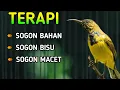 Download Lagu TERAPI SOGON,  SOLUSI SOGON BIAR GACOR DAN NGLEPER TERAPI SOGON BAHAN