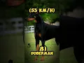 Download Lagu Top 10 Fastest Dogs in the World 🐕💨 #dogs #fastestdogs