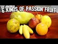Download Lagu PASSIEVRUCHT VERGELIJKT! (Giant Granadilla, Bananen Passievrucht, Maracuya) - Weird Fruit Explorer