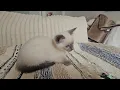 Elsie Blue Point Siamese kitten from Provenance Cats