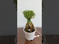 Make design growing portulaca flowers and apply fertilizer