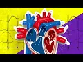 The Cardiac Cycle is SO EASY Stop Making it Hard