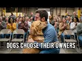 Lagu When Dogs Choose Who Adopts Them...