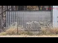 Ladonna Dailey s USDA Licensed Puppy Mill in Purdy MO Missouri Dog Breeder