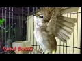 Download Lagu Trucukan mana Yang Gak NYAUT dan Emosi dengar Suara Trucuk Garuda Gacor ini