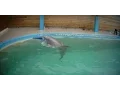 Download Lagu Undercover in Dolphinarium