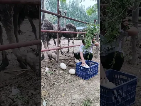 #funny #鸵鸟蛋 #animals