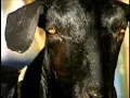 Slipknot - Left Behind (Behind The Scenes)