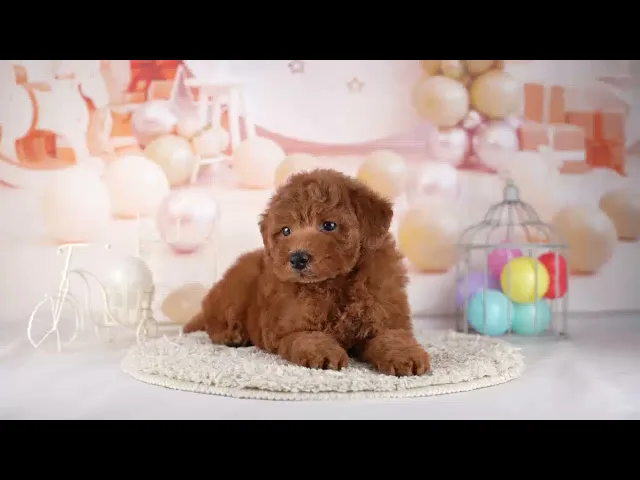 動画