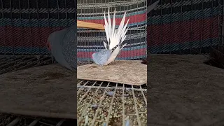 Dancing White Tail Dove Beautiful Doves Breedings Hatching Feeding Diamond Doves Doves Sounds 