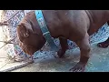 Download Lagu Pitbull Monster Cute #pitmonsters